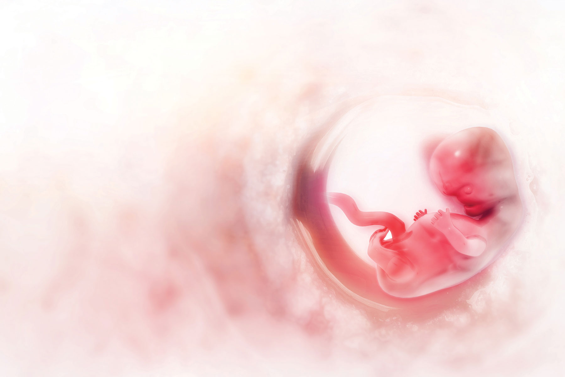 embryo